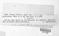 Phomopsis lirellata image